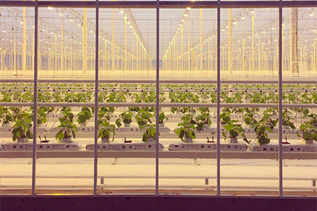 New Cucumber Plants Have Arrived