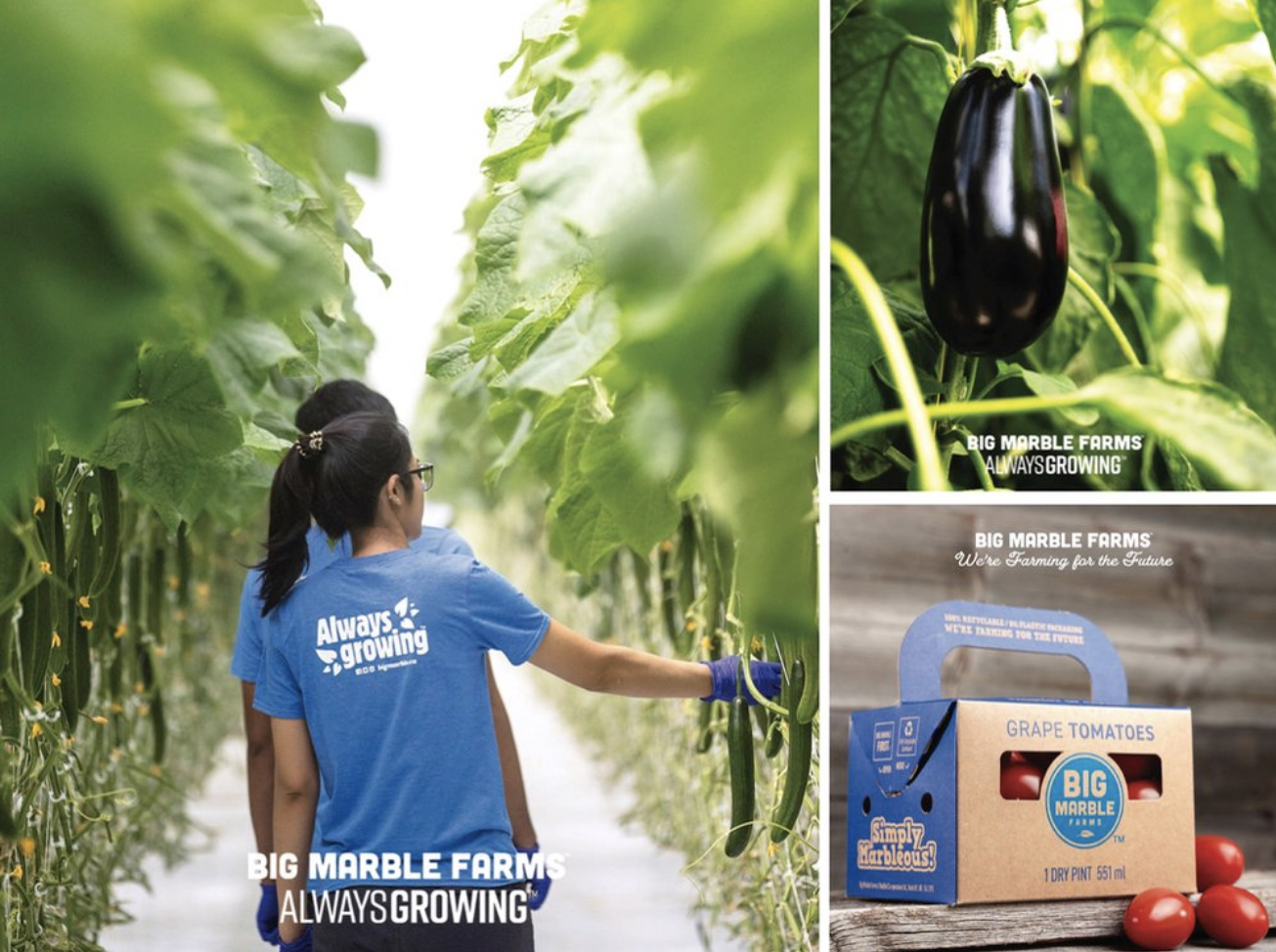 Inside the BMF greenhouse