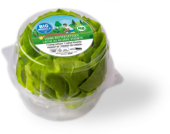 Butter Lettuce in clamshell package