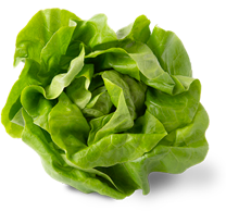 Lettuces